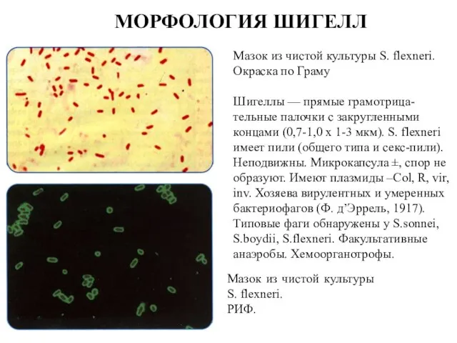 Мазок из чистой культуры S. flexneri. Окраска по Граму Шигеллы — прямые