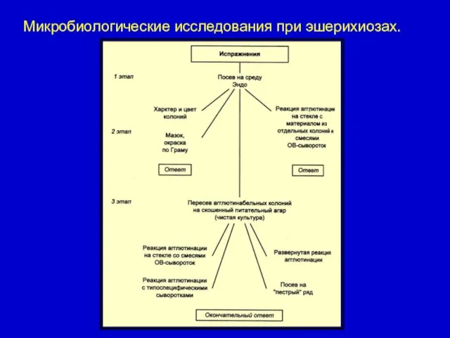 Микробиологические исследования при эшерихиозах.