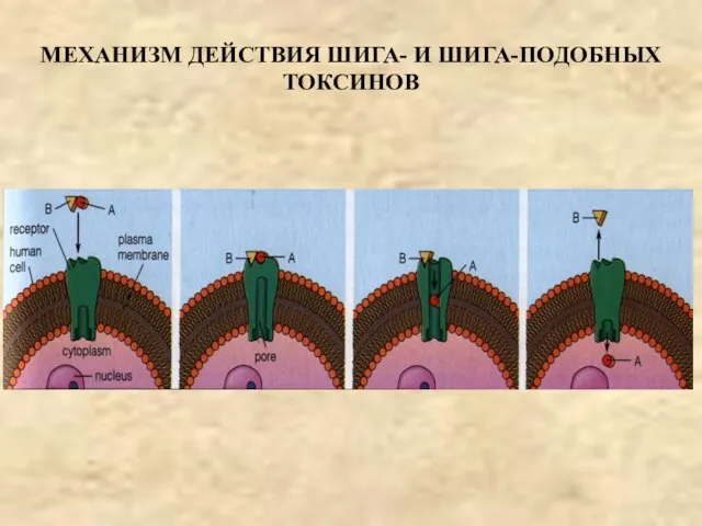 МЕХАНИЗМ ДЕЙСТВИЯ ШИГА- И ШИГА-ПОДОБНЫХ ТОКСИНОВ