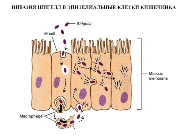 ИНВАЗИЯ ШИГЕЛЛ В ЭПИТЕЛИАЛЬНЫЕ КЛЕТКИ КИШЕЧНИКА