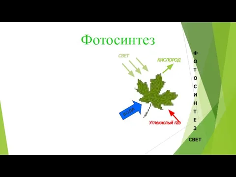 Фотосинтез КИСЛОРОД Углекислый газ СВЕТ ВОДА Ф О Т О С И