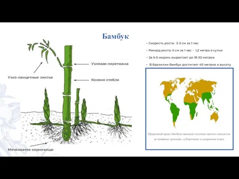 Бамбук Мочковатое корневище Природный ареал бамбука (выделен зеленым цветом) находится во влажных