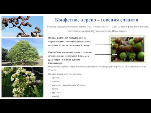 Конфетное дерево – говения сладкая Говения сладкая, конфетное дерево (лат. Hovenia dulcis)