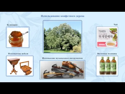Использование конфетного дерева Изготовление музыкальных инструментов Изготовление мебели Кулинария Чай Восточная медицина