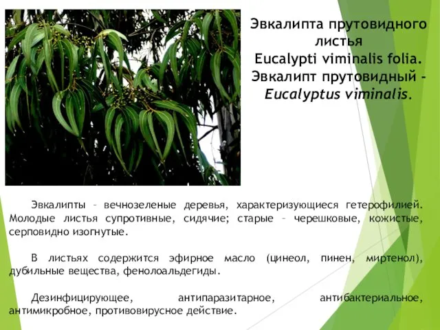 Эвкалипта прутовидного листья Eucalypti viminalis folia. Эвкалипт прутовидный - Eucalyptus viminalis. Эвкалипты