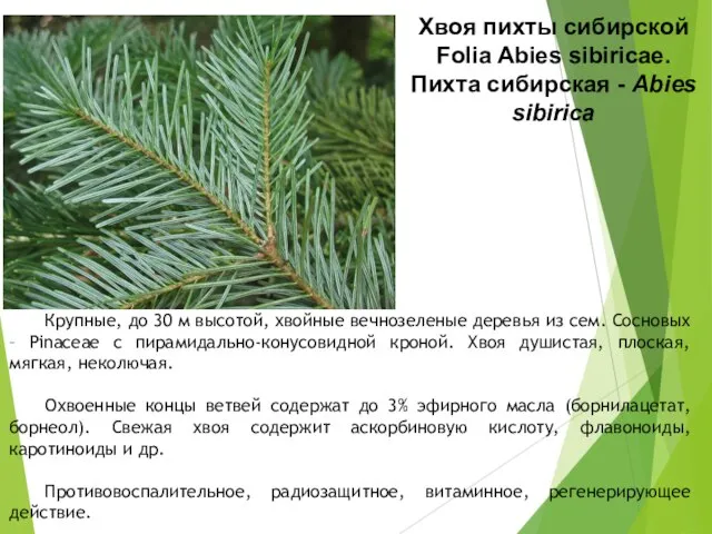 Хвоя пихты сибирской Folia Abies sibiricae. Пихта сибирская - Abies sibirica Крупные,