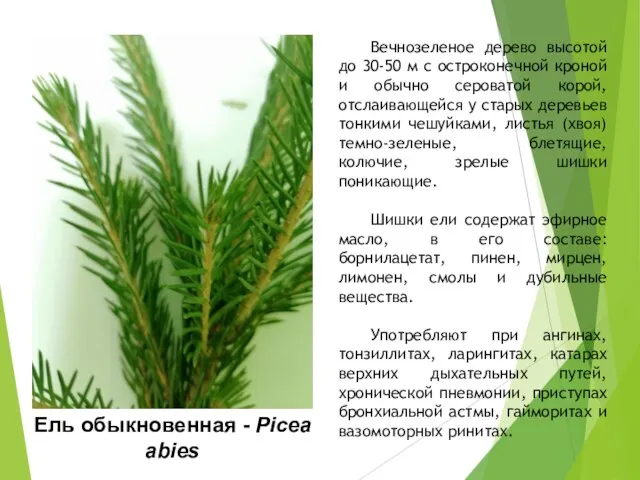 Ель обыкновенная - Picea abies Вечнозеленое дерево высотой до 30-50 м с