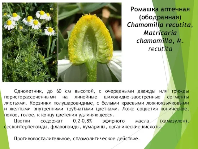 Ромашка аптечная (ободранная) Сhamomilla recutita, Matricaria сhamomilla, M. recutita Однолетник, до 60