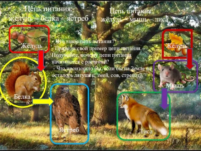 Жёлудь Жёлудь Белка Ястреб Лиса Мышь Цепь питания: жёлудь – белка –
