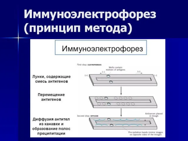 Иммуноэлектрофорез (принцип метода)