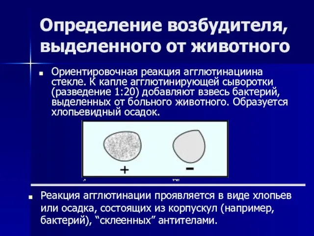 Определение возбудителя, выделенного от животного Ориентировочная реакция агглютинациина стекле. К капле агглютинирующей