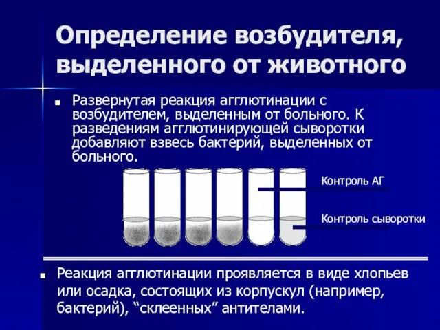 Определение возбудителя, выделенного от животного Развернутая реакция агглютинации с возбудителем, выделенным от