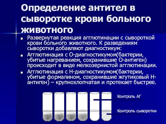 Определение антител в сыворотке крови больного животного Развернутая реакция агглютинации с сывороткой