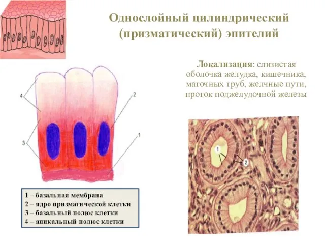 Однослойный цилиндрический (призматический) эпителий Локализация: слизистая оболочка желудка, кишечника, маточных труб, желчные