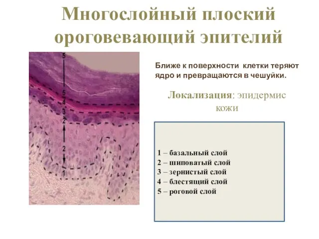 Многослойный плоский ороговевающий эпителий Локализация: эпидермис кожи 1 – базальный слой 2