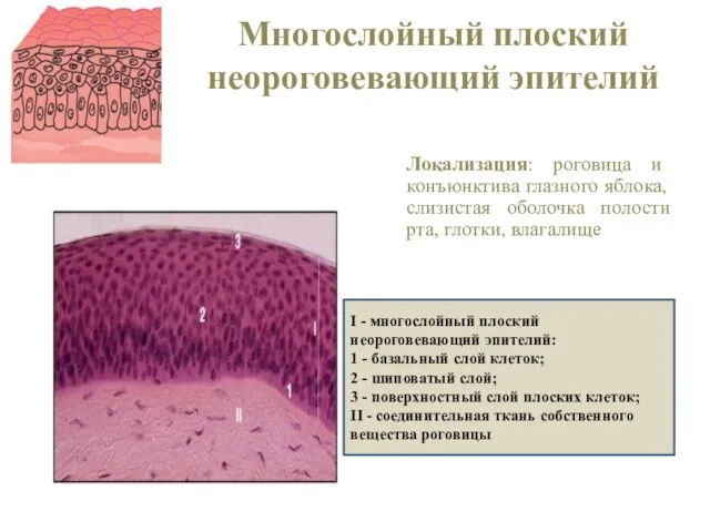 Многослойный плоский неороговевающий эпителий Локализация: роговица и конъюнктива глазного яблока, слизистая оболочка