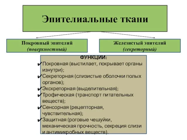 Эпителиальные ткани Покровный эпителий (поверхностный) Железистый эпителий (секреторный) ФУНКЦИИ: Покровная (выстилает, покрывает