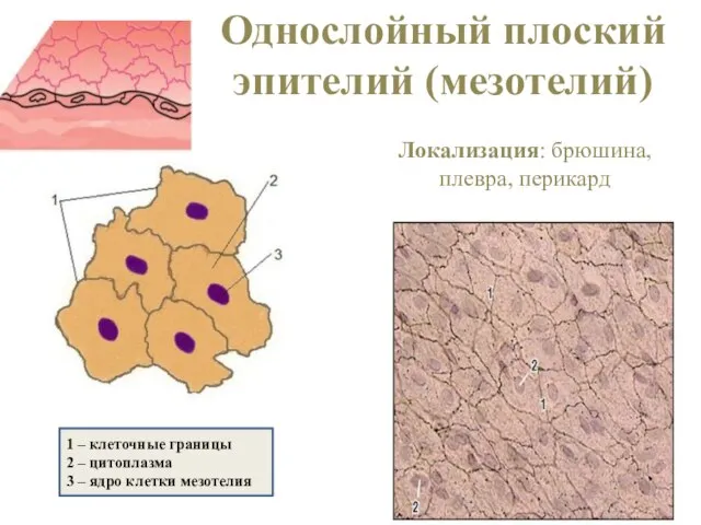 Однослойный плоский эпителий (мезотелий) Локализация: брюшина, плевра, перикард 1 – клеточные границы