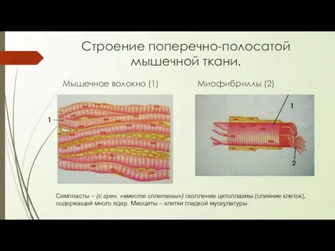 Строение поперечно-полосатой мышечной ткани. Миофибриллы (2) Мышечное волокно (1) 1 1 Симпласты