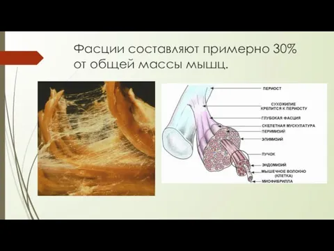 Фасции составляют примерно 30% от общей массы мышц.