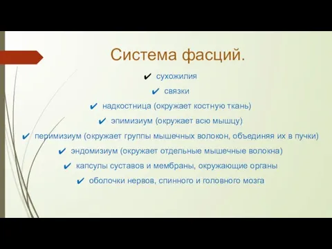 Система фасций. сухожилия связки надкостница (окружает костную ткань) эпимизиум (окружает всю мышцу)