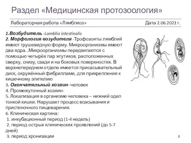 Раздел «Медицинская протозоология» 1.Возбудитель -Lamblia intestinalis 2. Морфология возудителя -Трофозоиты лямблий имеют