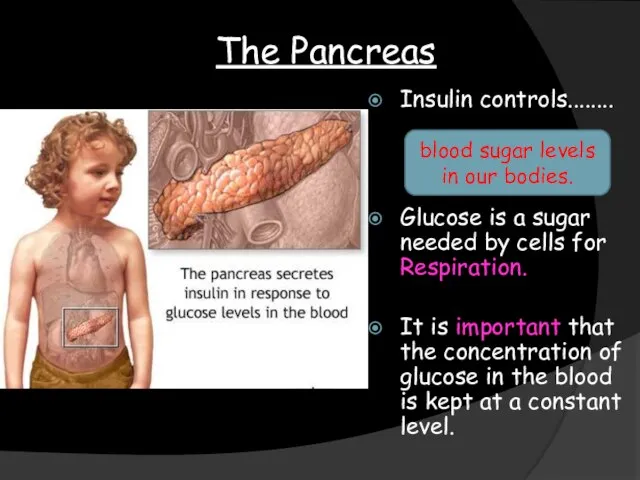 The Pancreas Insulin controls........ Glucose is a sugar needed by cells for