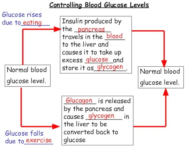 Controlling Blood Glucose Levels Normal blood glucose level. Normal blood glucose level.