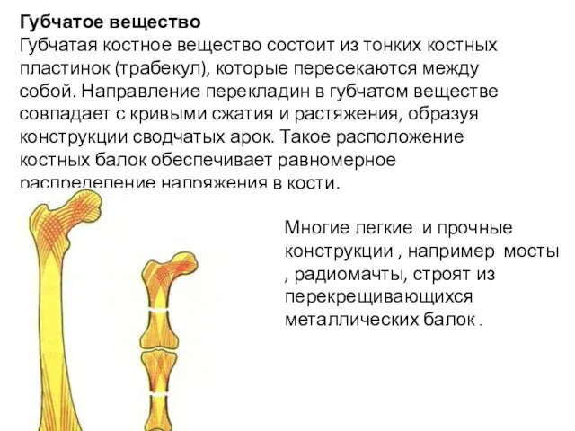 Губчатое вещество Губчатая костное вещество состоит из тонких костных пластинок (трабекул), которые