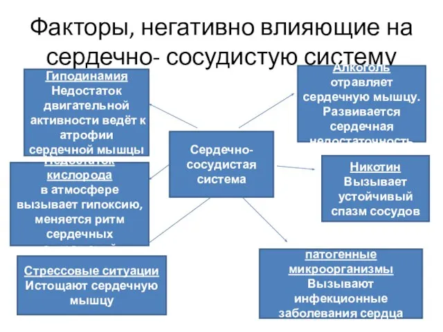 Факторы, негативно влияющие на сердечно- сосудистую систему Сердечно-сосудистая система Гиподинамия Недостаток двигательной