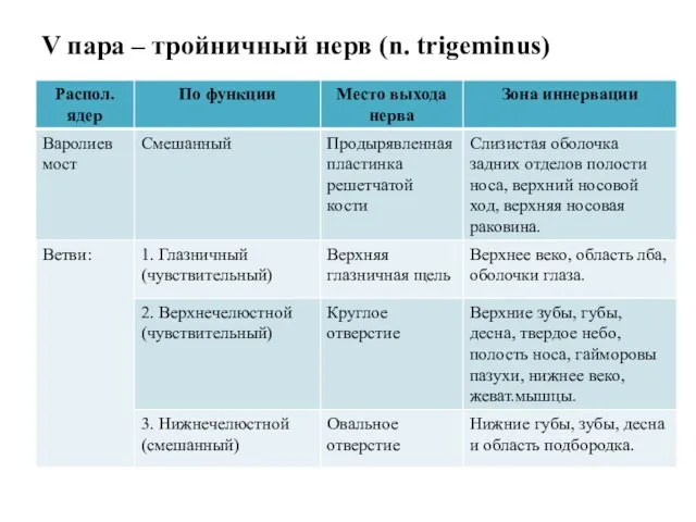 V пара – тройничный нерв (n. trigeminus)