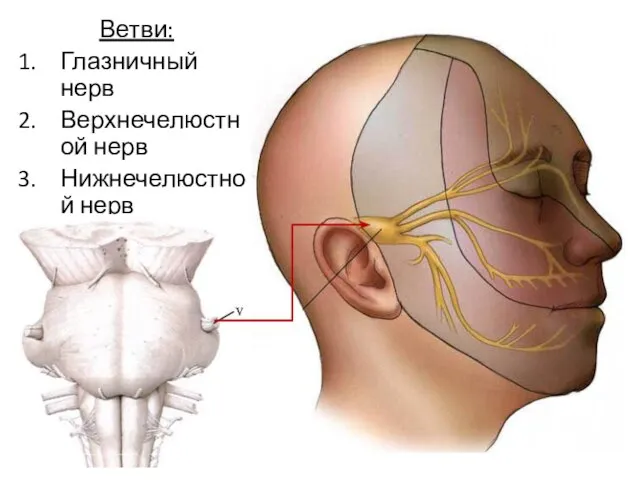 Ветви: Глазничный нерв Верхнечелюстной нерв Нижнечелюстной нерв