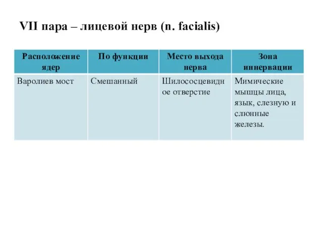 VII пара – лицевой нерв (n. facialis)