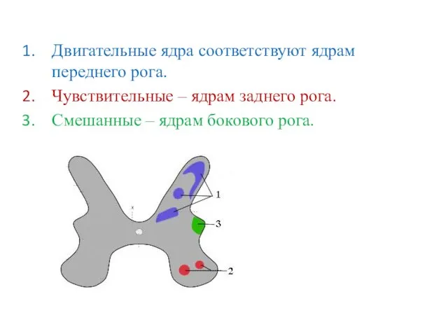 Двигательные ядра соответствуют ядрам переднего рога. Чувствительные – ядрам заднего рога. Смешанные – ядрам бокового рога.