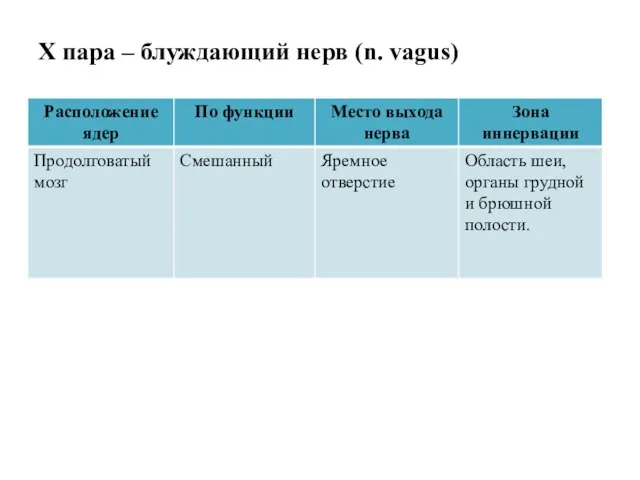 X пара – блуждающий нерв (n. vagus)