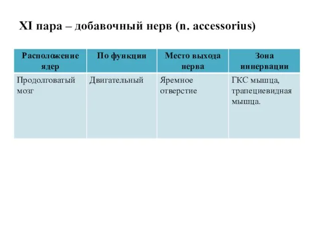 XI пара – добавочный нерв (n. accessorius)