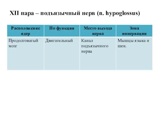 XII пара – подъязычный нерв (n. hypoglossus)