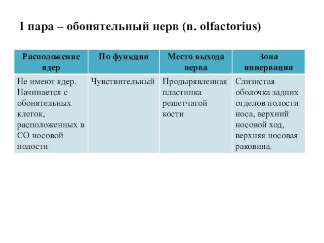 I пара – обонятельный нерв (n. olfactorius)