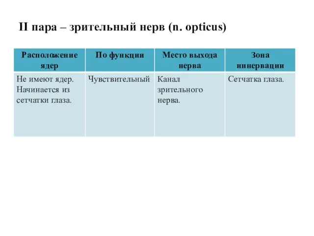 II пара – зрительный нерв (n. opticus)