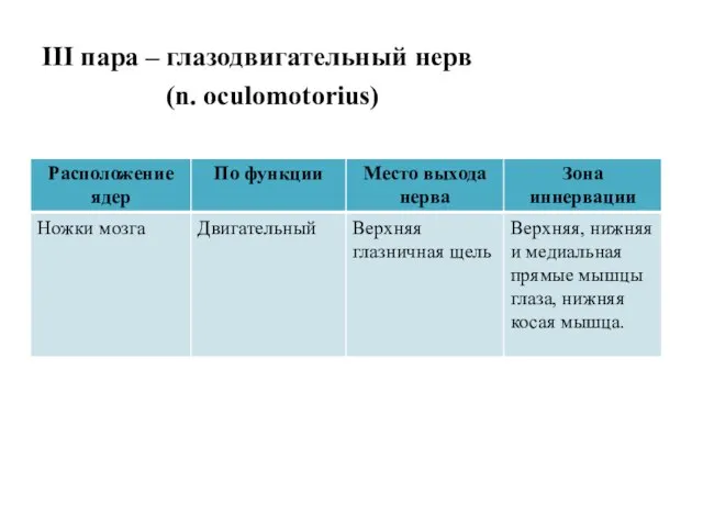 III пара – глазодвигательный нерв (n. oculomotorius)