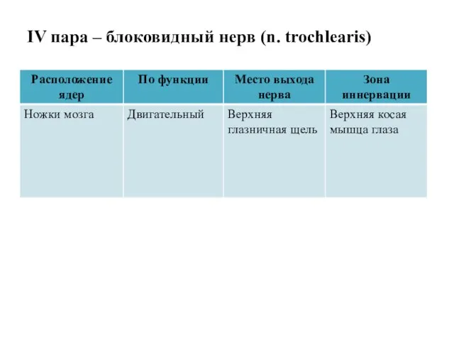 IV пара – блоковидный нерв (n. trochlearis)