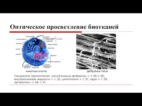 Оптическое просветление биотканей фиброзная ткань Показатели преломления: коллагеновые фибриллы = 1.48-1.49, внутритканевая