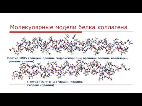 Молекулярные модели белка коллагена Пептид 1BKV (глицин, пролин, гидроксипролин, аргинин, лейцин, изолейцин,