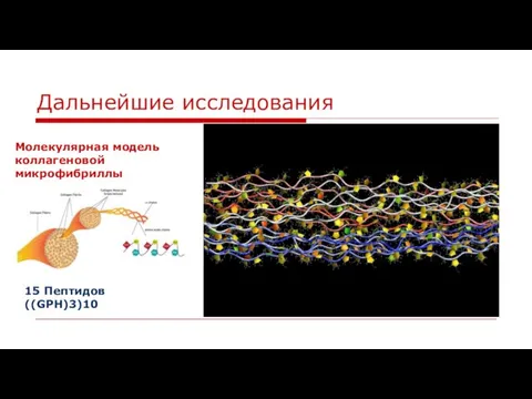 Дальнейшие исследования 15 Пептидов ((GPH)3)10 Молекулярная модель коллагеновой микрофибриллы