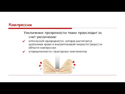 Компрессия Увеличение прозрачности ткани происходит за счет увеличения: оптической однородности, которая достигается