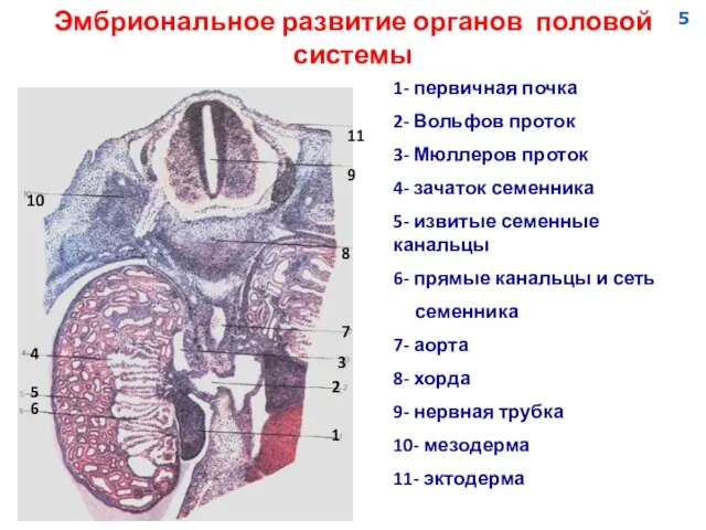 Эмбриональное развитие органов половой системы 1 2 3 4 5 6 7