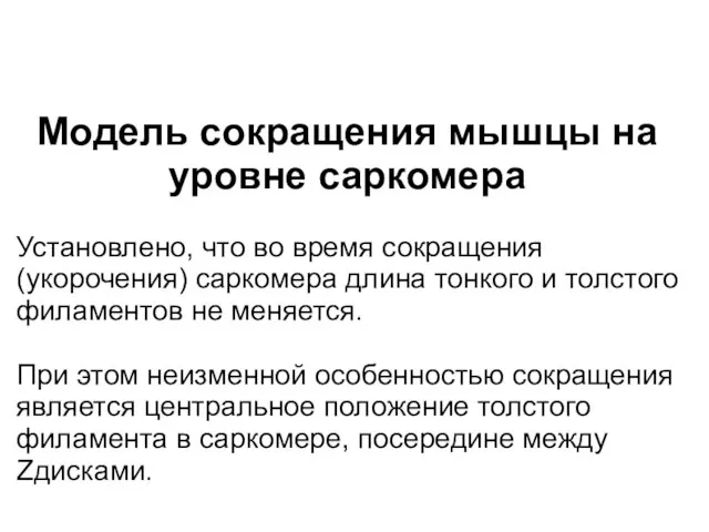 Модель сокращения мышцы на уровне саркомера Установлено, что во время сокращения (укорочения)