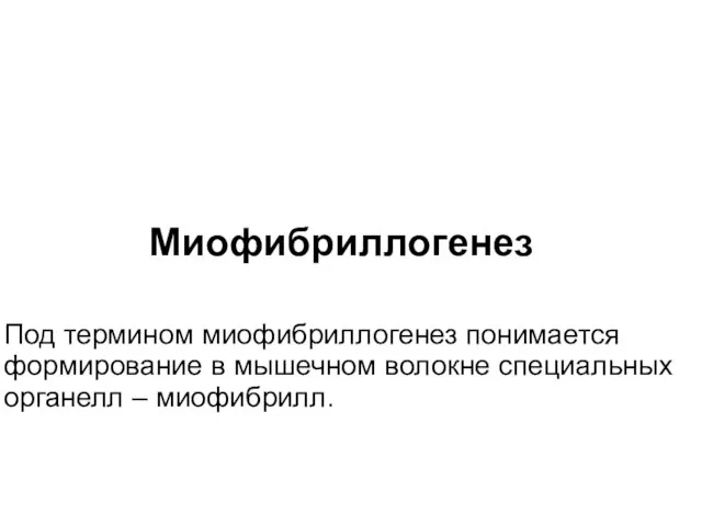 Миофибриллогенез Под термином миофибриллогенез понимается формирование в мышечном волокне специальных органелл – миофибрилл.