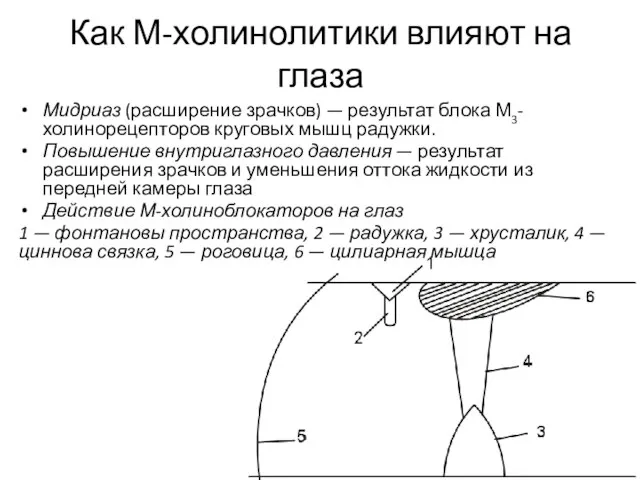 Как М-холинолитики влияют на глаза Мидриаз (расширение зрачков) — результат блока М3-холинорецепторов