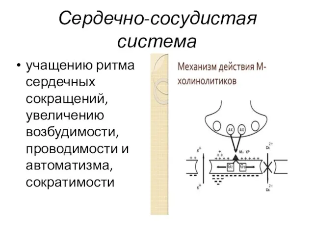 Сердечно-сосудистая система учащению ритма сердечных сокращений, увеличению возбудимости, проводимости и автоматизма, сократимости